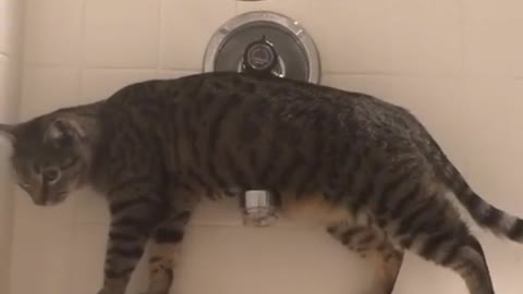 The cat helps to take a bath