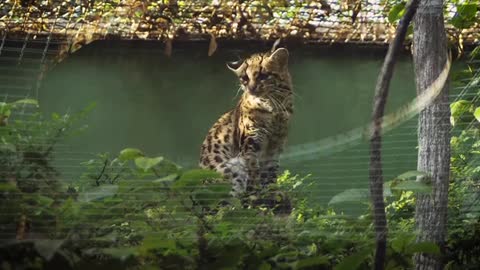 Cat Yawning In Zoo Habitat