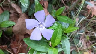 Periwinkle