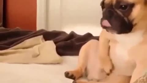 Masturbating dog, that kills me