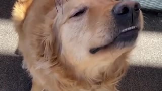 Golden retriever loves head massage