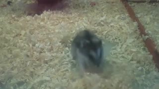 Russian dwarf hamster plays with straw, then runs [Nature & Animals]
