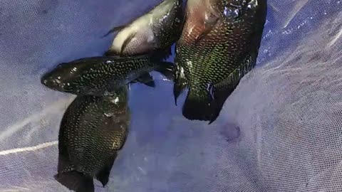 AMAZING FISH