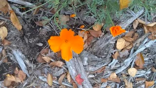 Golden Poppy