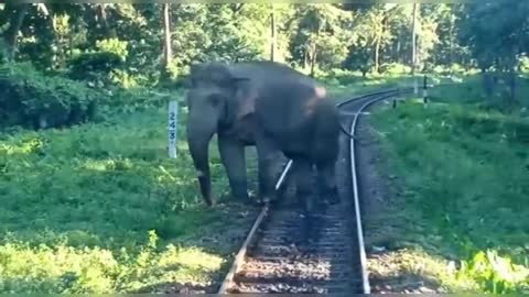 Elephant Vs Trains