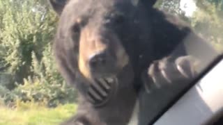 Bear Crawls on Unsuspecting Car
