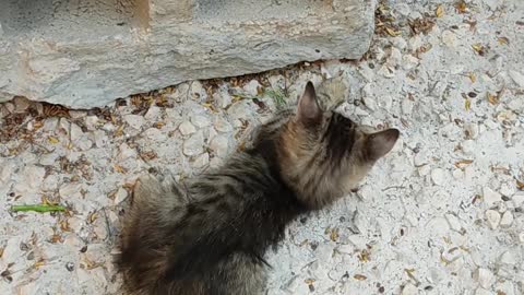 Cute Cats playing with each other