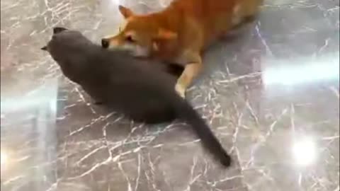 Hilarious cat and dog videos #1