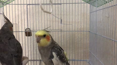 Cockatiel Singing Training Cute Cockatiel Song Parrot | Calopsitte heureux qui chante