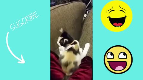 Two funny moments cats