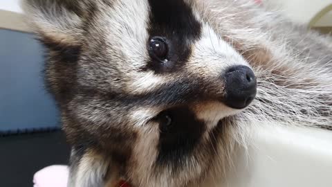 Raccoon greets the morning leisurely, stretching his arms out.