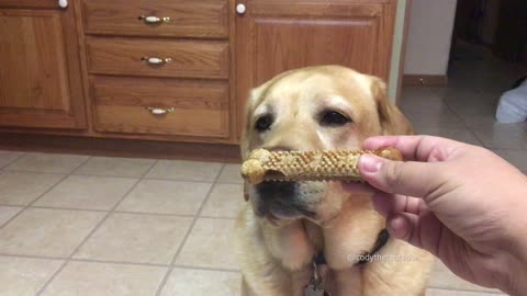 Elderly Lab is proof you can teach an old dog new tricks