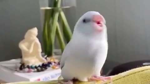 Very clever bird