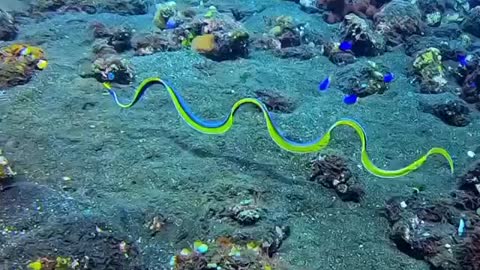 A beautiful make ribbon eel in open water ,looking for new home