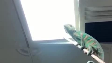 Who needs a fly swatter when you have a chameleon