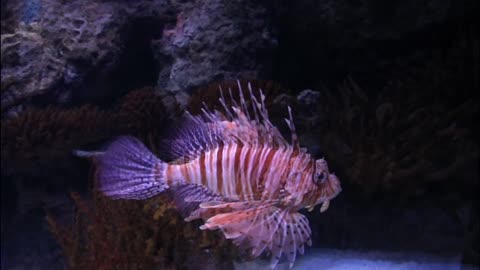 Sea Underwater Diving Scorpion Fish Depth
