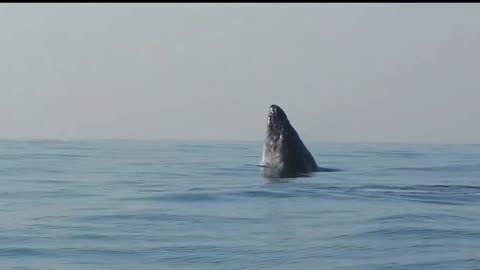 40 Ton Humpback Whale Leaps