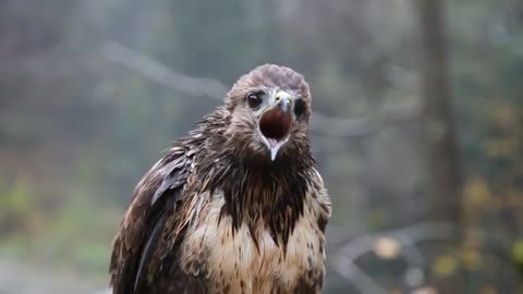 A Wet Hawk 💋