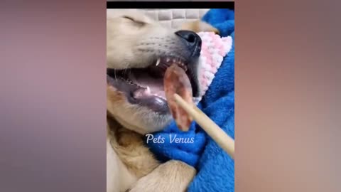 Funny Cats and Dogs 🐱🐶 _ Funny Animal Videos #7