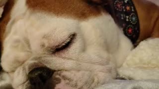 Bulldog snores