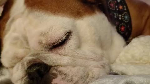 Bulldog snores
