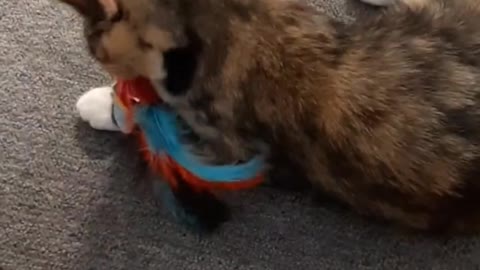 Cute cat playing with a toy