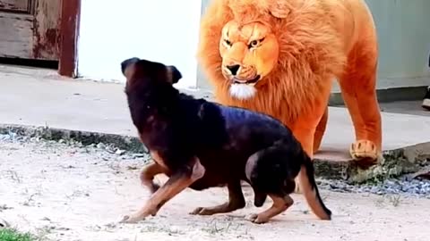 Prank Dog Funny and fake Lion and Fake Tiger Prank To dog ,Huge Box Prank to dog