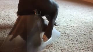 Pitbull on carpet hates plastic cone