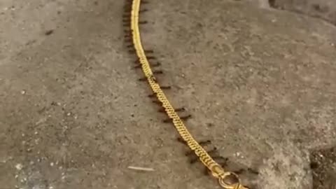 Ants Smuggle Gold Bracelet