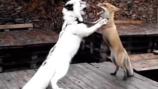 Funny foxes dance the tango together