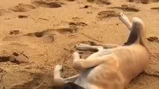 A lonely little puppy in the beach