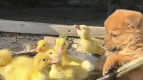 The dog takes care of the ducks swimming in the water