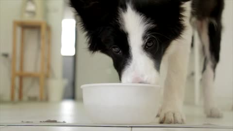 Dog drinking and eating