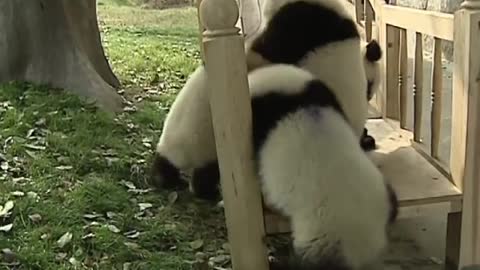 Pandas playing on slides