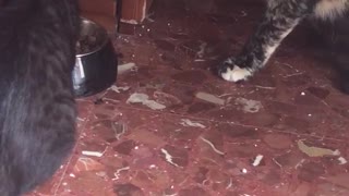 Black cat eats out of silver bowl while other cat cleans itself then steals its food