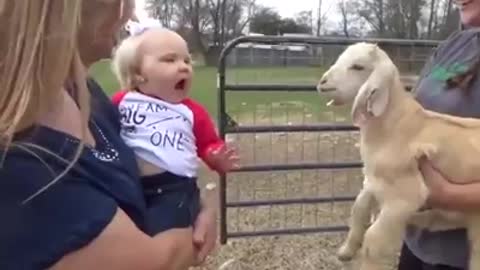 Funny kid teasing a lamb