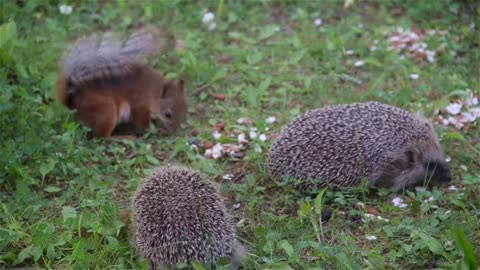 Hedgehog to red squirrel: You don't really want to mess with me, do you? (long version)
