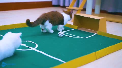 Cats Play Football | Funny and Exciting Match
