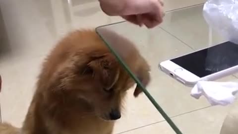 Dog gets confused while dropping the food on Glass