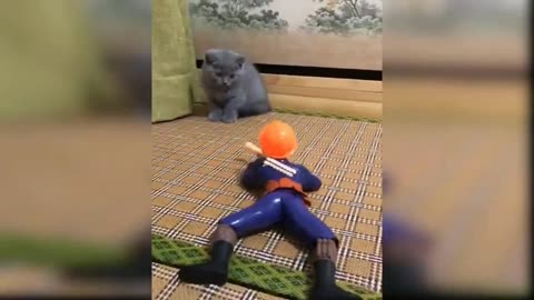 Cute baby cat on Play