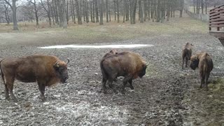 Meet the European Bison (Bison bonasus)