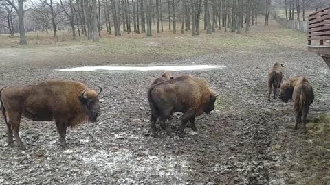 Meet the European Bison (Bison bonasus)