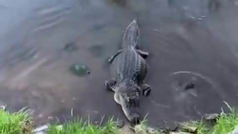 Funny Turtle vs Alligator