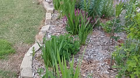 Stewardship of flowerbeds