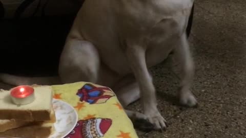 Big brown dog with bread as birthday cake