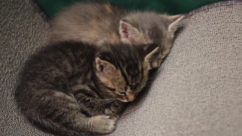 World Wrestling Cats 2020 - The Ultimate Kitten Fighting Competition