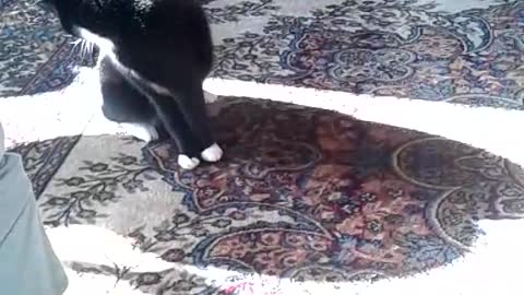 Black white cat spins out of control