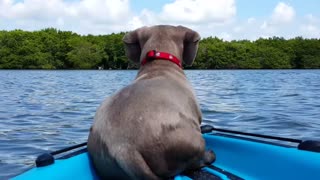 Daredevil Dog Jumps Off Front Of Boat To Chase Swimming Dolphins