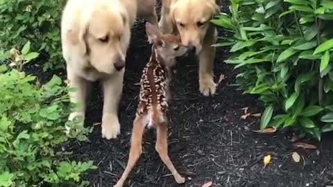 Dog kissing time with cat and cat enjoy funny video in a beautiful room