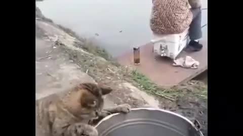 Funny Video of Cat Trying to Steal Fish
